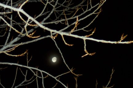 Waning Moon with Branches