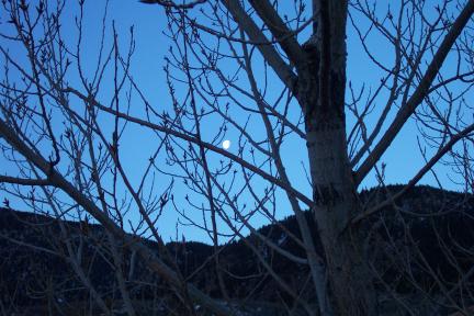 moontree20040310.jpg