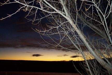 Bare Branches