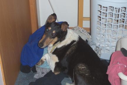 nestingcollie.jpg