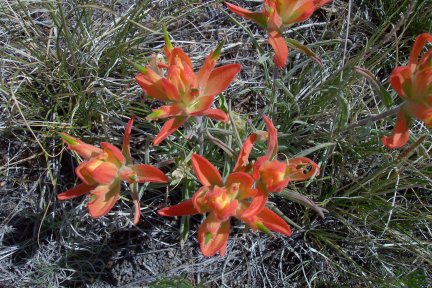 Indian Paintbrush