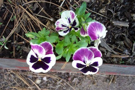 pansies20040510.jpg
