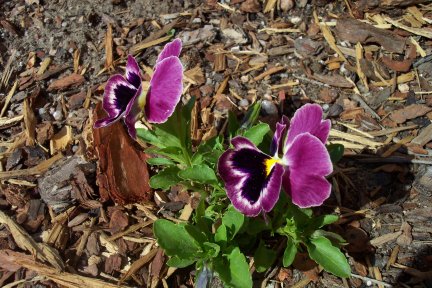 Pansy