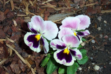 Pansies