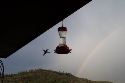 Hummingbird with rainbow