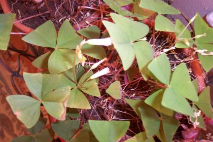shamrocks20040214.jpg