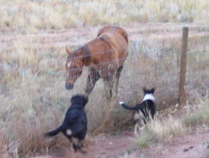 Fence fighting