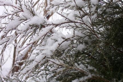 snow20040219.jpg