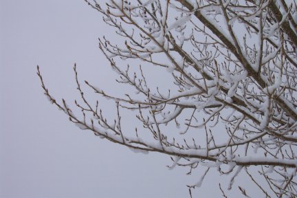snow20040425.jpg