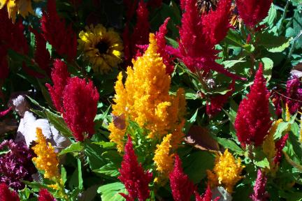 spikeyflowers.jpg