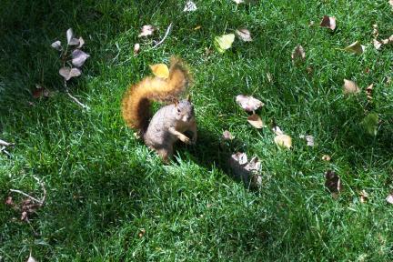 squirrel.jpg