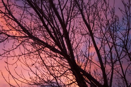Sunrise Tree