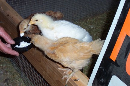 Three chicks