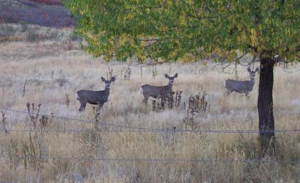 threedeer.jpg
