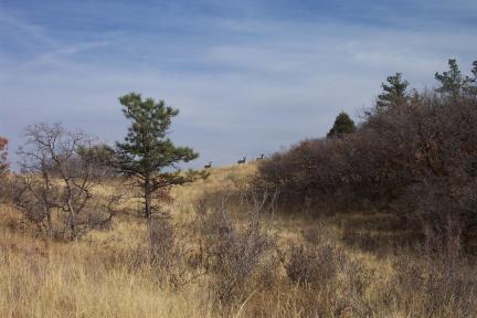 threedeer20031109.jpg