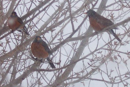 Three Robins