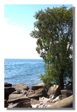 torontotree.jpg