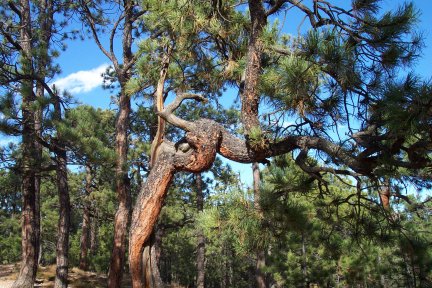 Twisted Pine