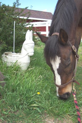 Two Equines