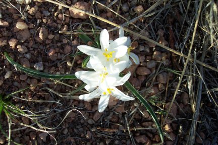 wildflower20040417.jpg
