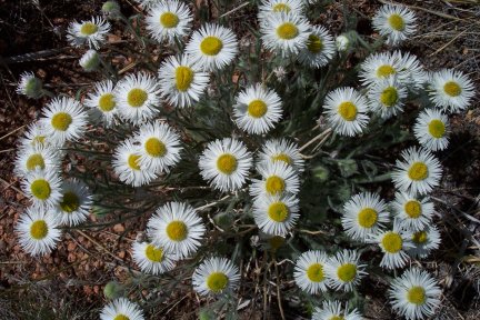 Wildflowers