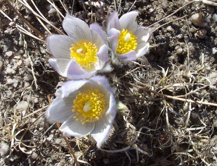 windflower.jpg