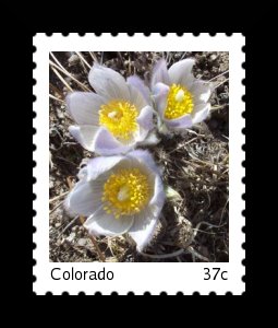 windflowerstamp.jpg