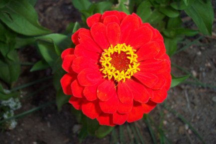 Zinnia