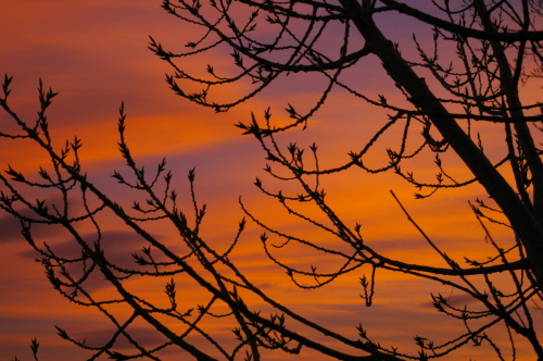 Sunset Branches
