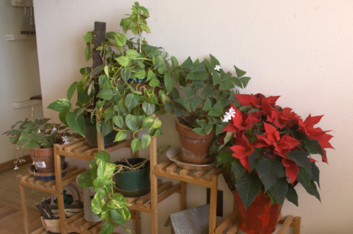 House Plants