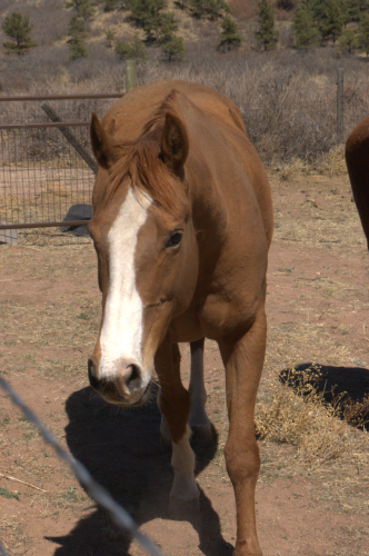 20110402lilymare
