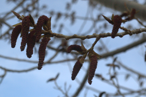 20110411cottonwoodtassles