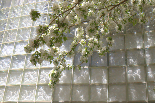 20110421springblossoms