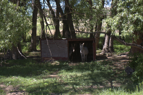 20110607burros