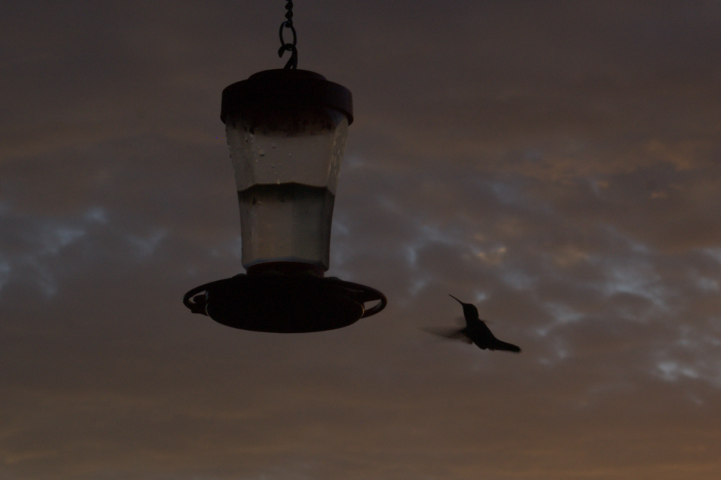 Hummingbird at Dawn
