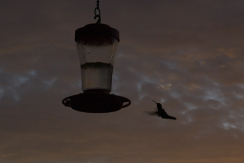 Hummingbird at Dawn