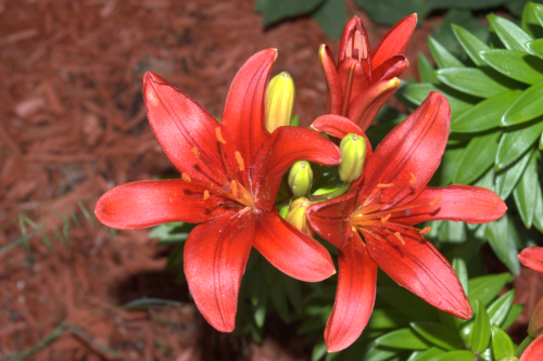 Lilium