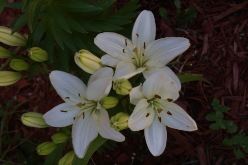 White Lilium