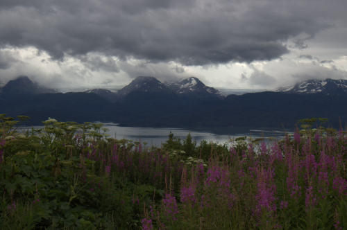 Fireweed