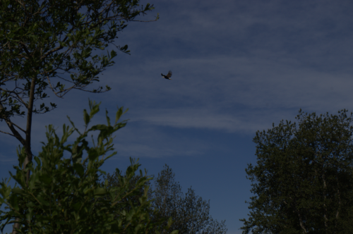 Eagle
