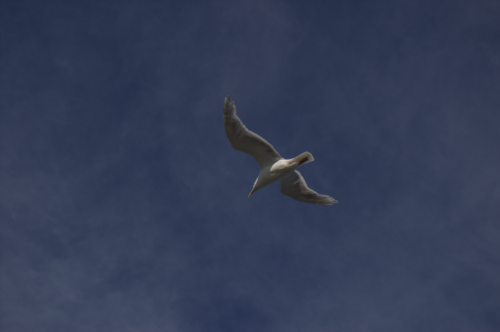 Gull