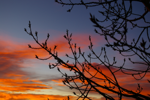 Sunrise Branches