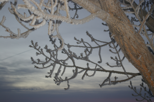 Frosty