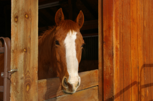 Lily Stall Rest