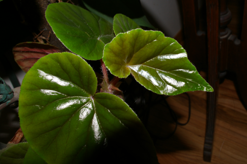 Angel Wing Begonia