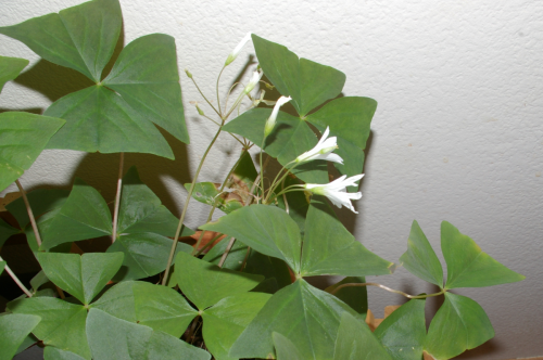 Shamrocks