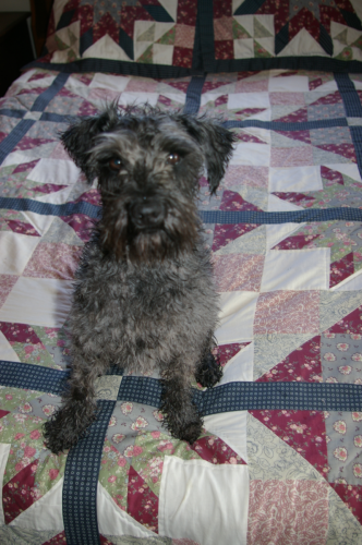 Wet Dog