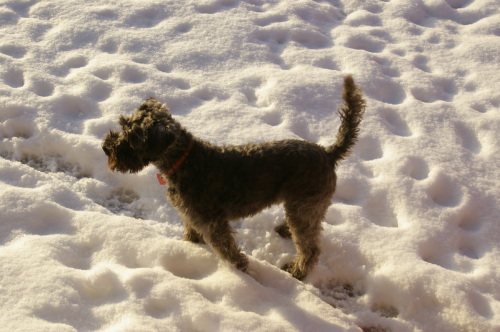 Rion in the Snow
