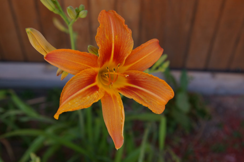 Day Lily