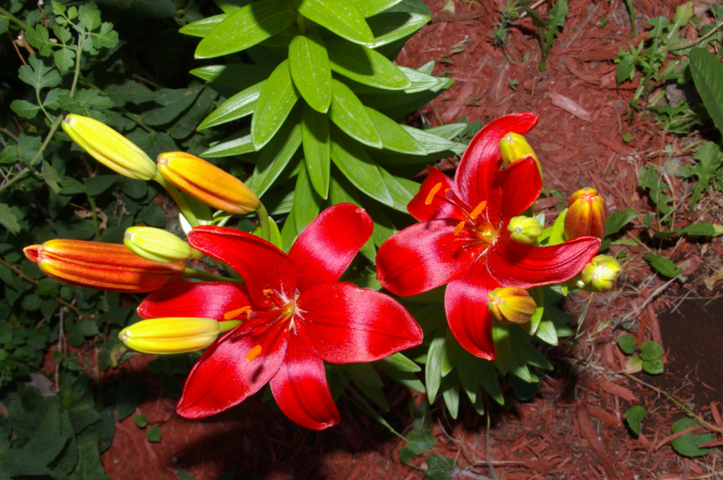 Red Lilium
